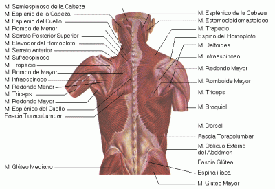 los el cuerpo funcion humano esteroides musculos espalda