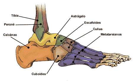 ¿Cómo és la articulación del tobillo?