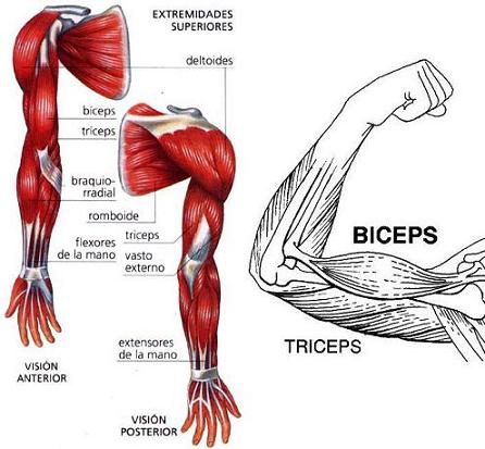 ¿Cuáles són los principales músculos del brazo?