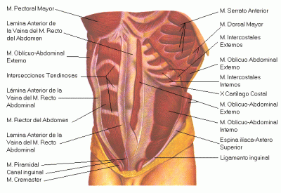 ¿Cuáles son los principales músculos de la zona abdominal?