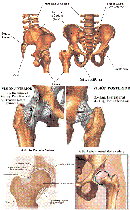 ¿Cómo és la articulación de la cadera?